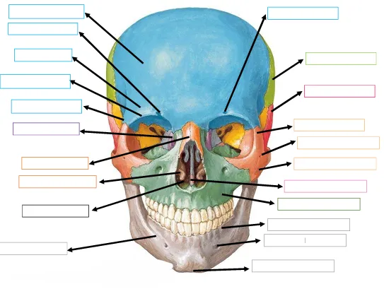 Crânio — vista frontal (exercício)