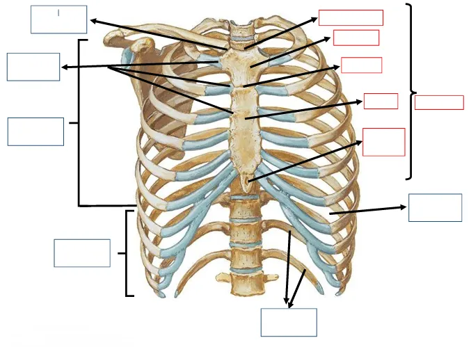Caixa torácica (exercício)
