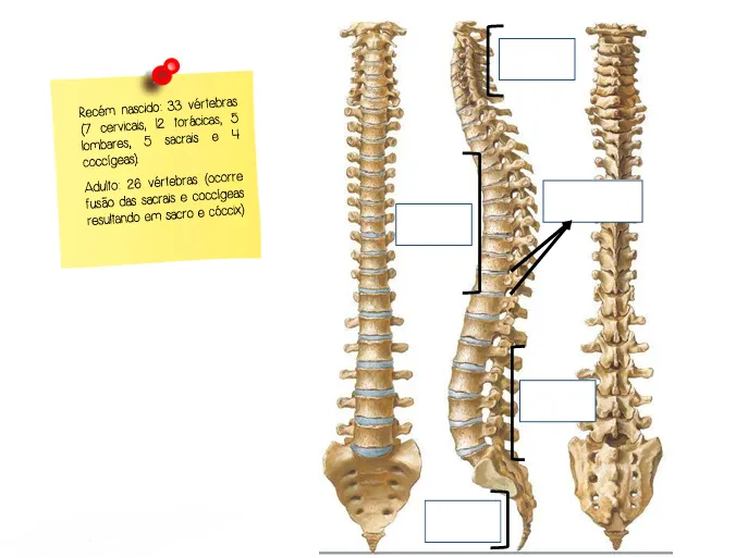 Coluna vertebral (exercício)
