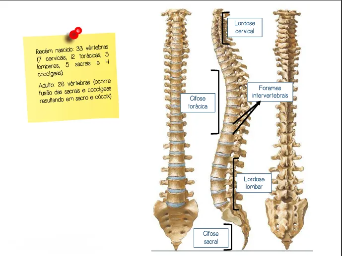 Coluna vertebral (gabarito)